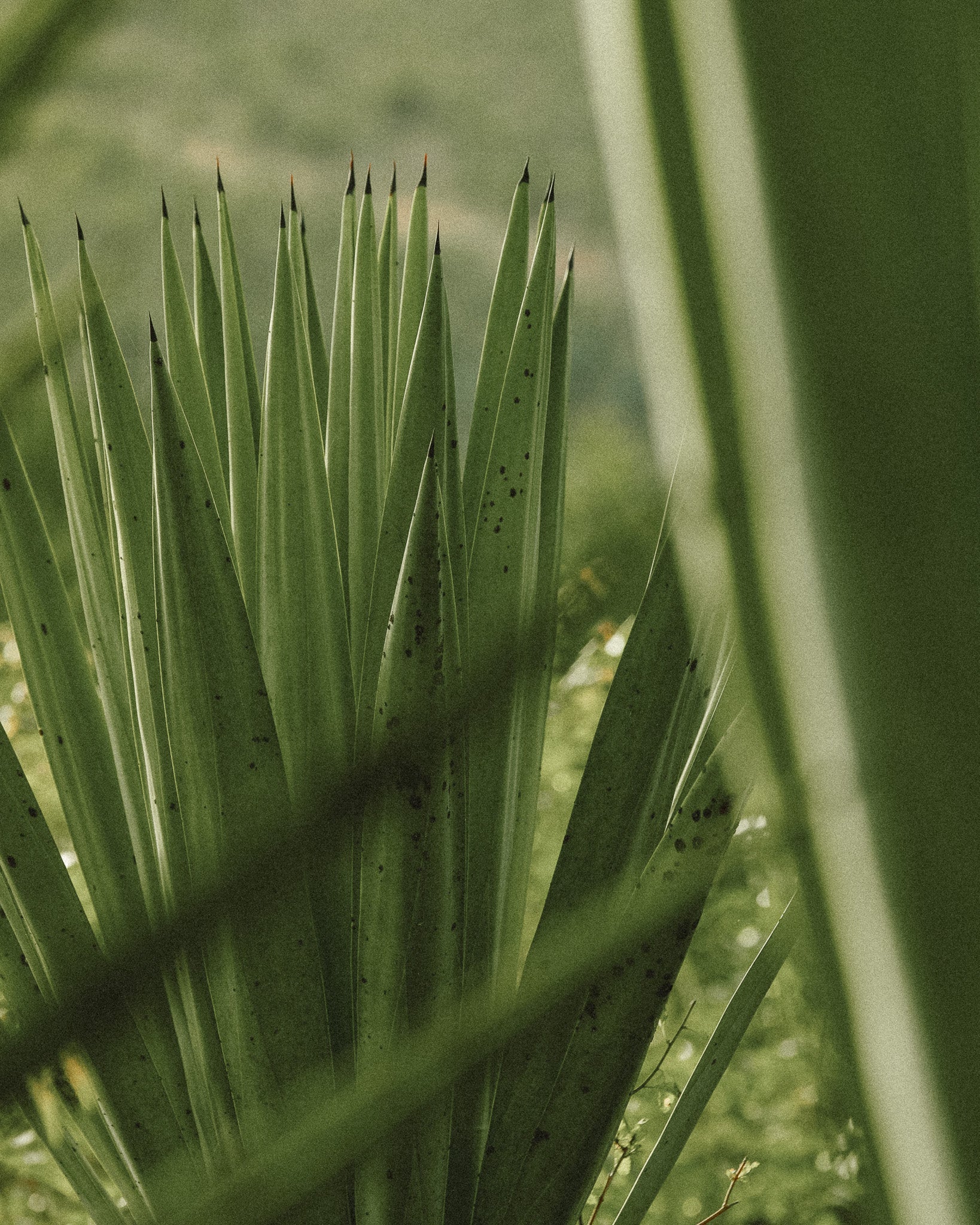 Brosse sisal corps - Nüssa Cosmetics