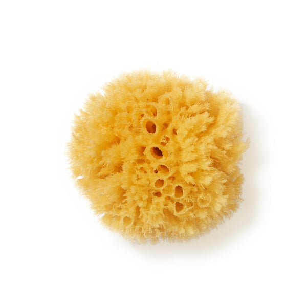 Sea sponge