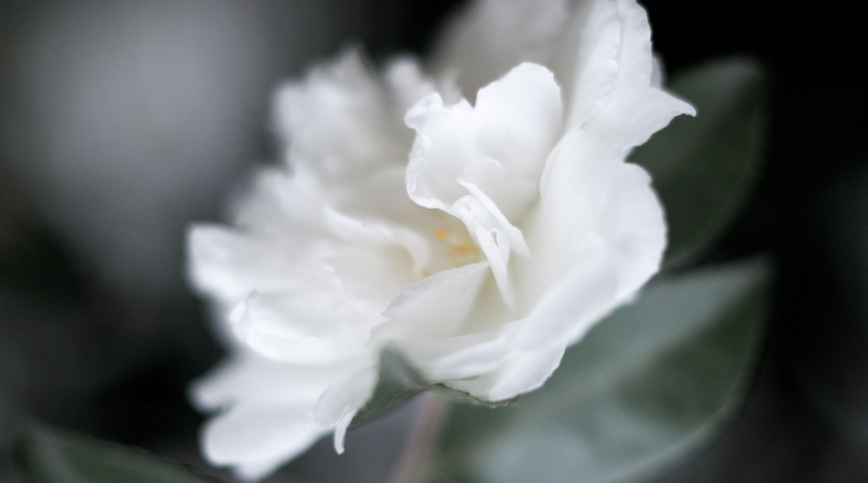 Les bienfaits de l’huile de rose musquée pour la peau