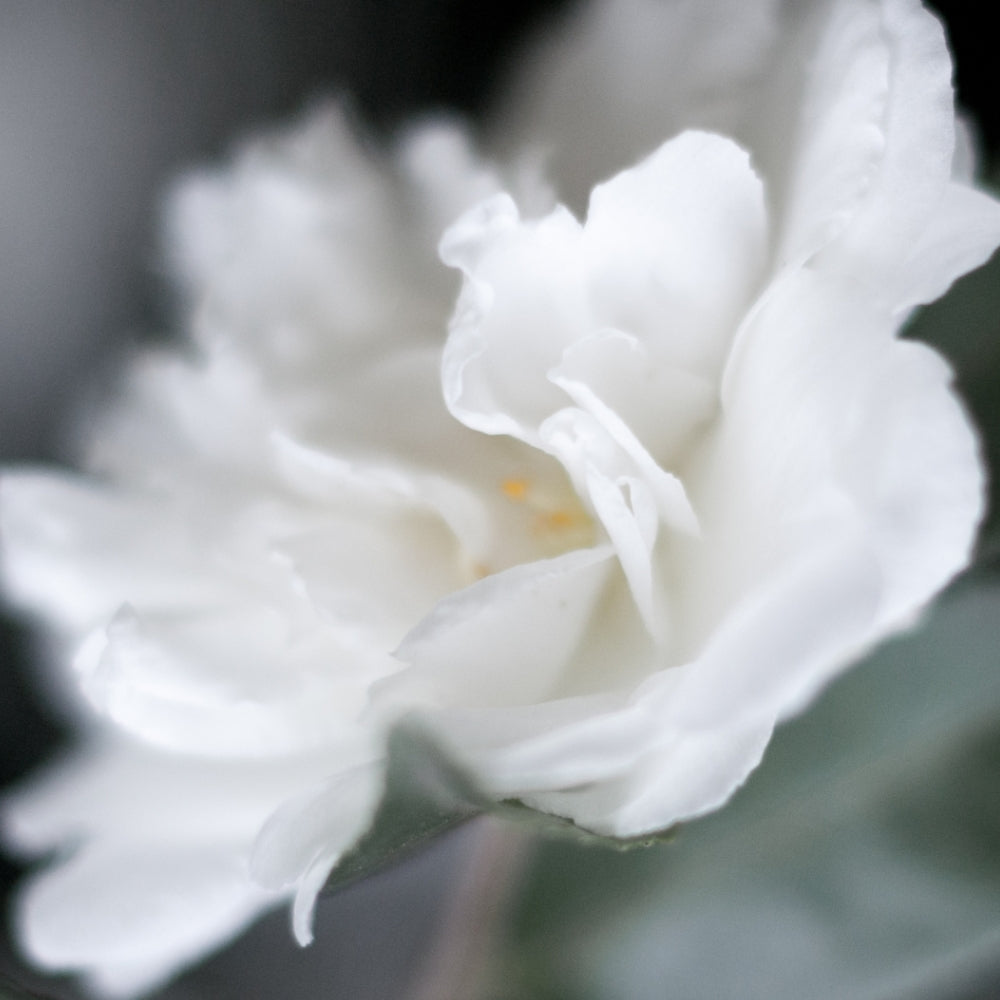 Les bienfaits anti-âge de l’huile de rose musquée pour la peau